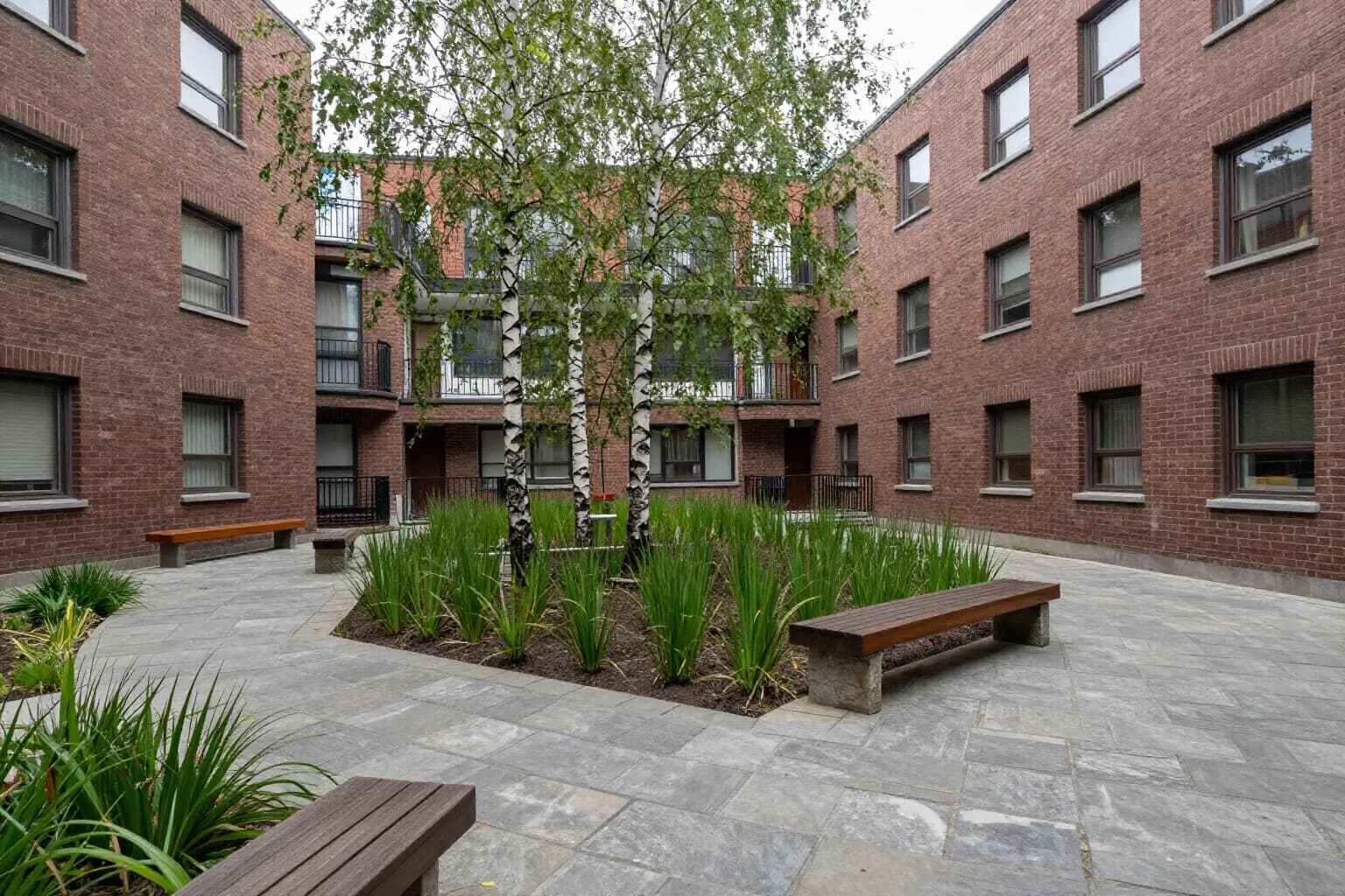 A planted courtyard with birch trees, grasses and wooden benches between two brick buildings